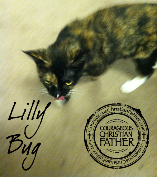 Lilly Bug - National Hug Your Cat Day