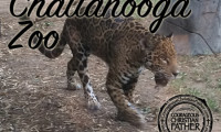 Chattanooga Zoo