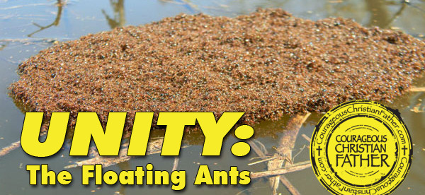 Unity: The Floating Ants