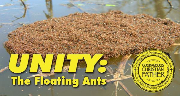 Unity: The Floating Ants
