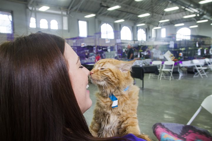 no-kill movement - Cat being held by woman.