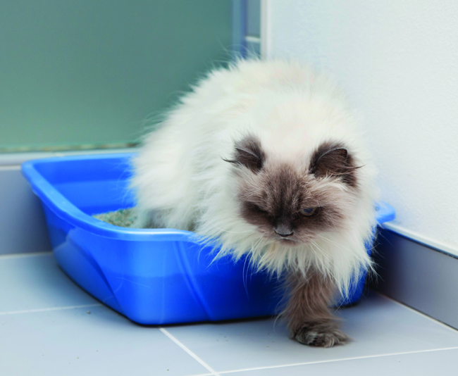 A Cat in a Cat Litter Box