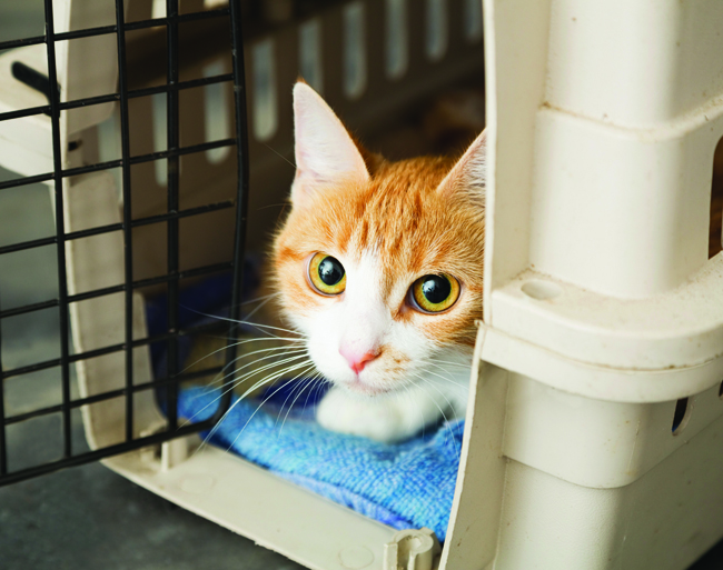 A Cat in a Pet Carrier read to go to the vet