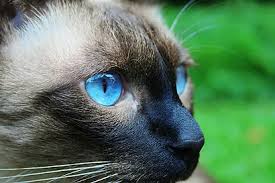 Siamese Cat Day