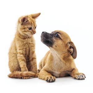 cat-dog-spay-neuter-9858853