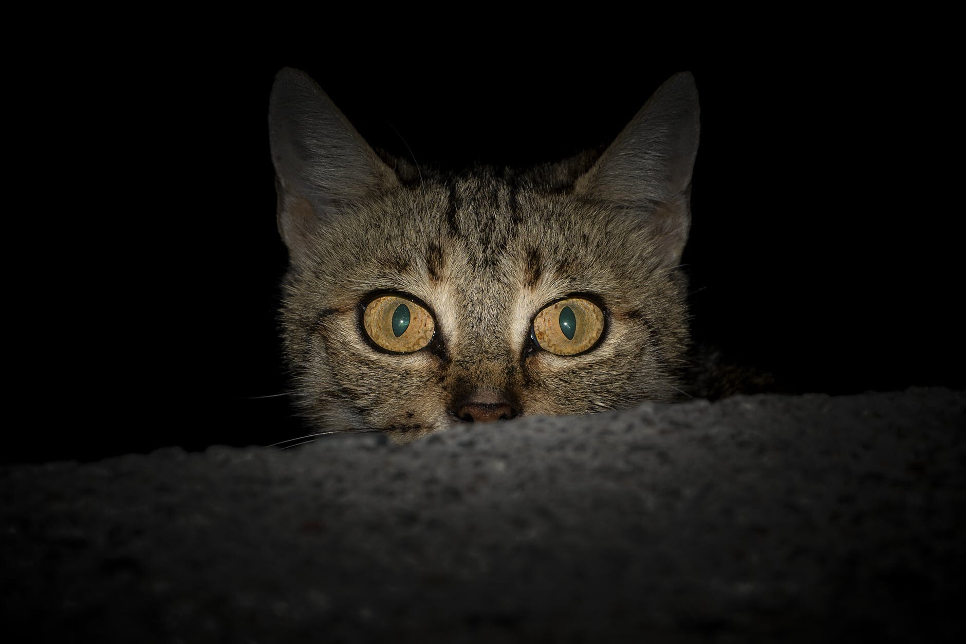 Cats are nocturnal