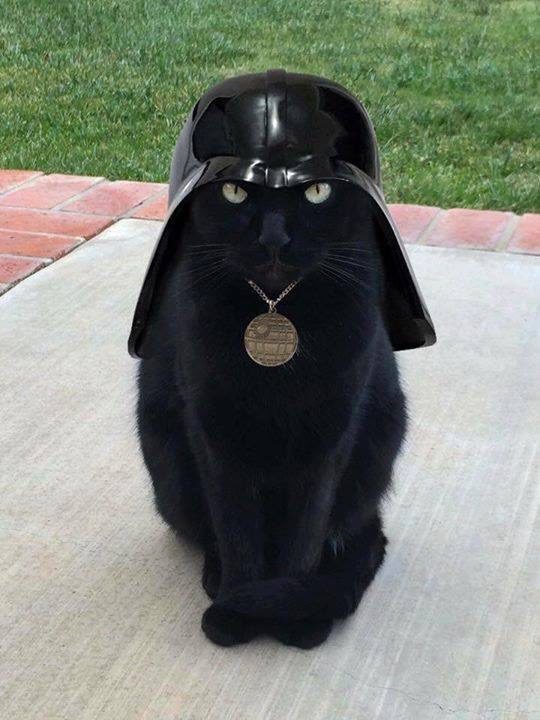 Darth Vader Cat - Check out this black cat done up like Darth Vader. I call him Darth Vader Cat. Truly a great Star Wars Cat! #DarthVader #DarthVaderCat #StarWarsCat