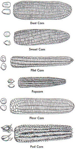 Buttered Corn Day - Types of Corn