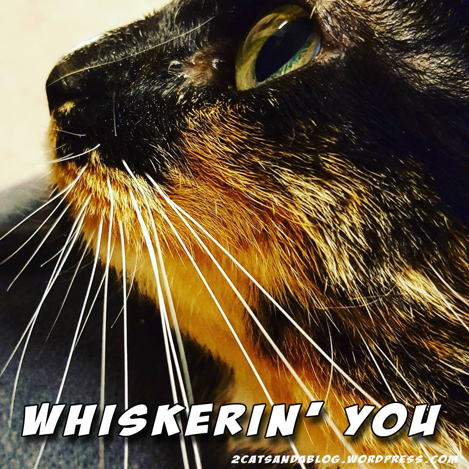 lillybug-whiskerinyou-5362066