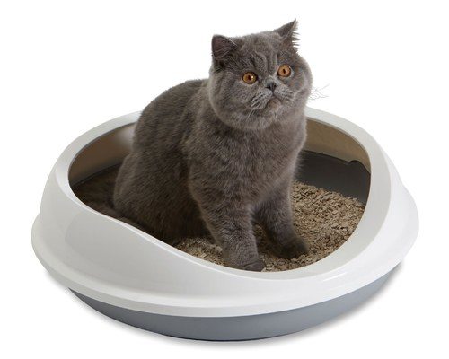 Litter box etiquette - etiquette on cat litter from Pet Dish TV.