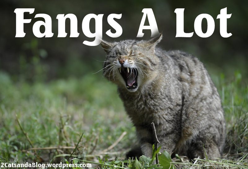 fangs-a-lot-7170311