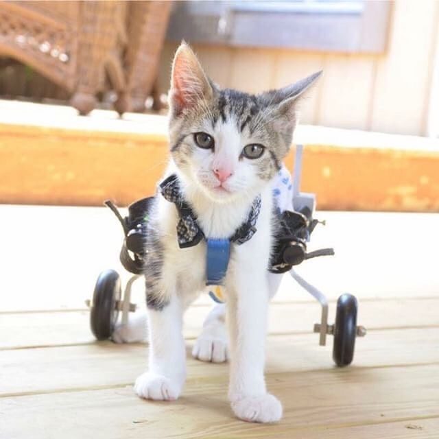 Just like Meet Rocky on Wheels - a cat who gets around on a wheelchair. It doesn't stop him from getting around. #RockyonWheels