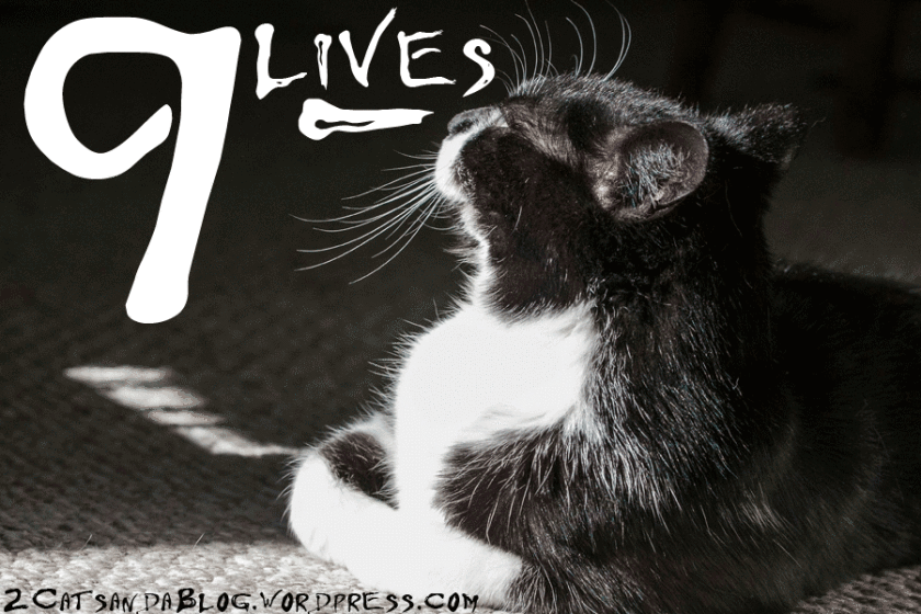 9lives-7235263