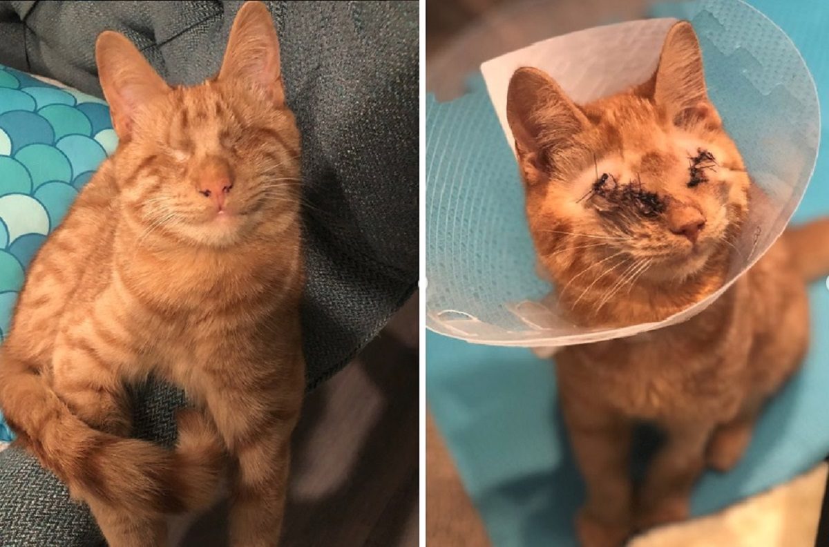 yoyo-blind-cat-6840392