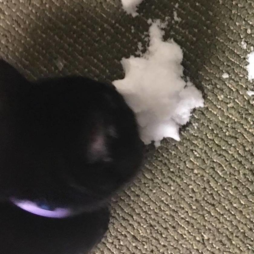 joel-the-brave-eating-snow-7314659