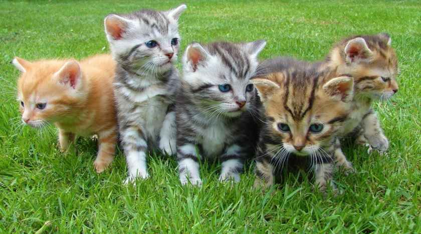 kittens-cat-cat-puppy-rush-45170-8524107