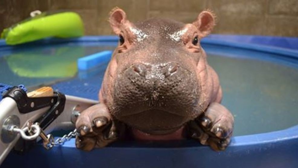 Hippo Day - Yes that is right a day for the Hippopotamus (Hippo for short). (Fiona 1 year old)