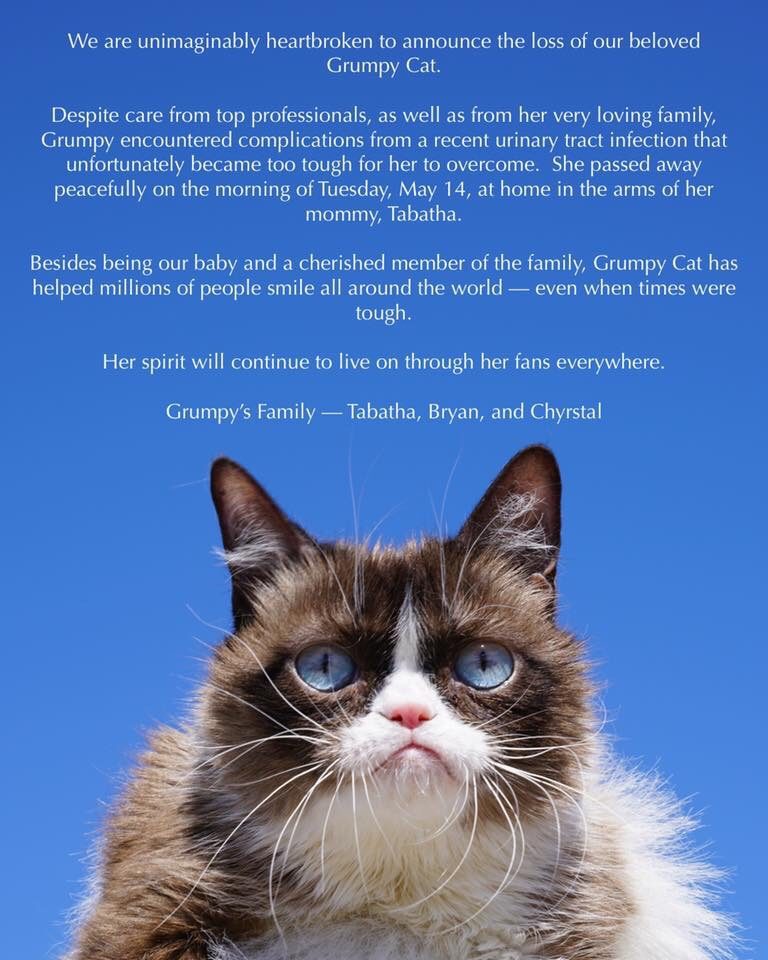 Grumpy Cat Died - one of our cat friends died. Grumpy died from urinary infection that was hard to treat. #GrumpyCat 