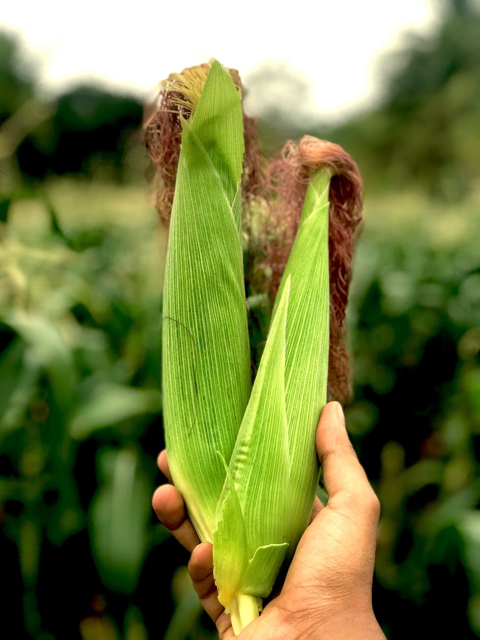Corn can hear because they have ears. So what is the ears of corn? 