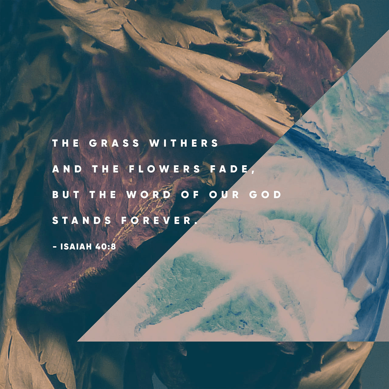 VOTD November 28 - “The grass withers, the flower fades, But the word of our God stands forever.” Isaiah 40:8 NASB