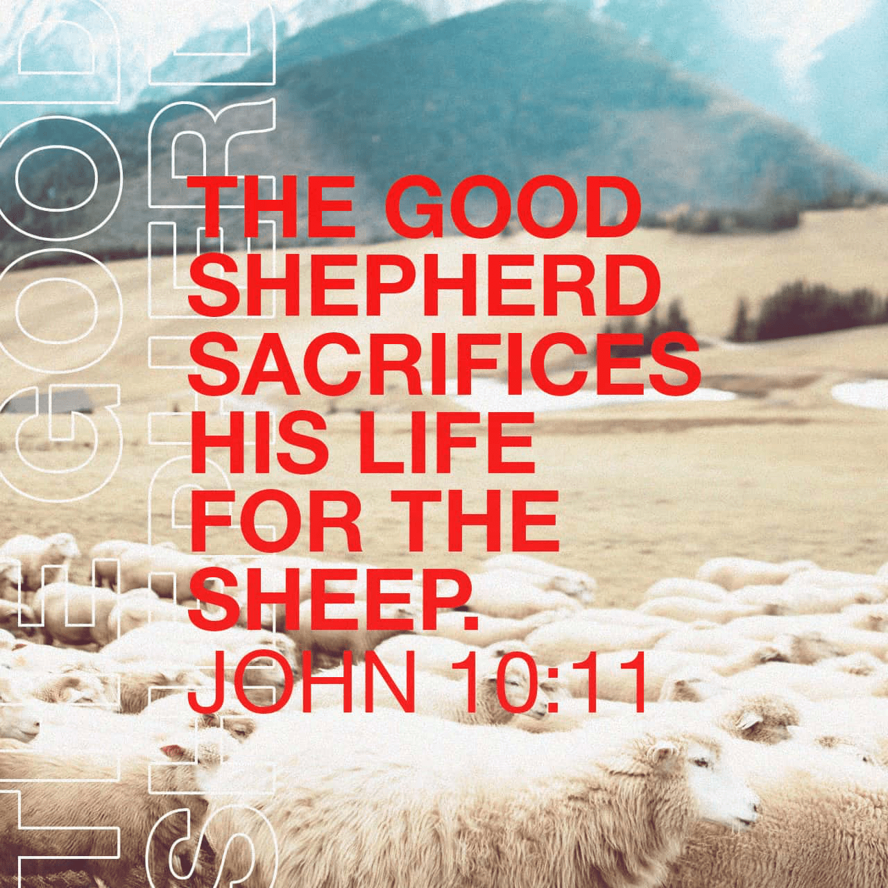 VOTD April 29 - “I am the good shepherd; the good shepherd lays down His life for the sheep.” ‭‭John‬ ‭10:11‬ ‭NASB‬‬