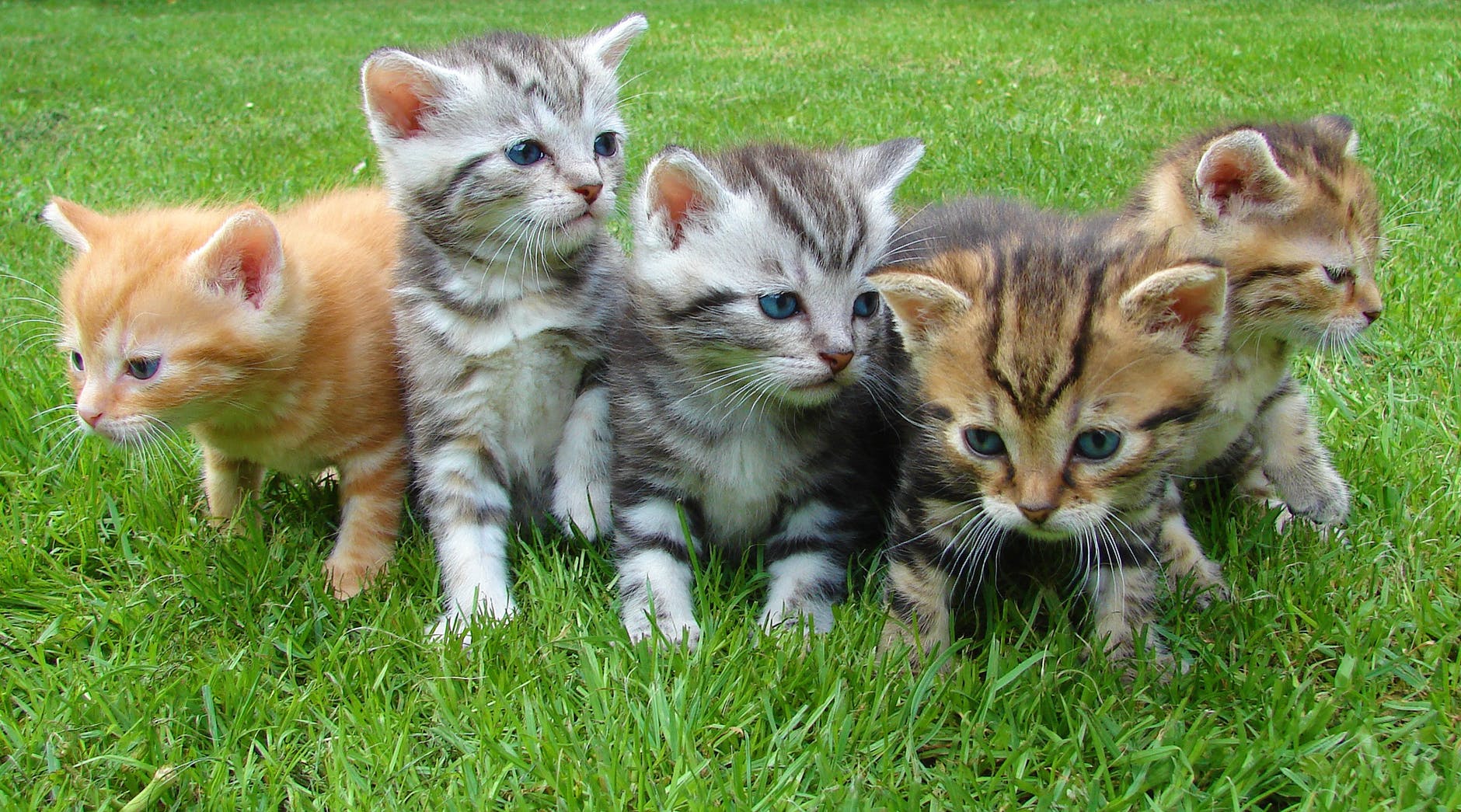 Cat facts to purr over - Cats make for fascinating pets and are loved by people for myriad reasons. Here is a list of facts about cats! #Cats #CatFacts (assorted color kittens)
